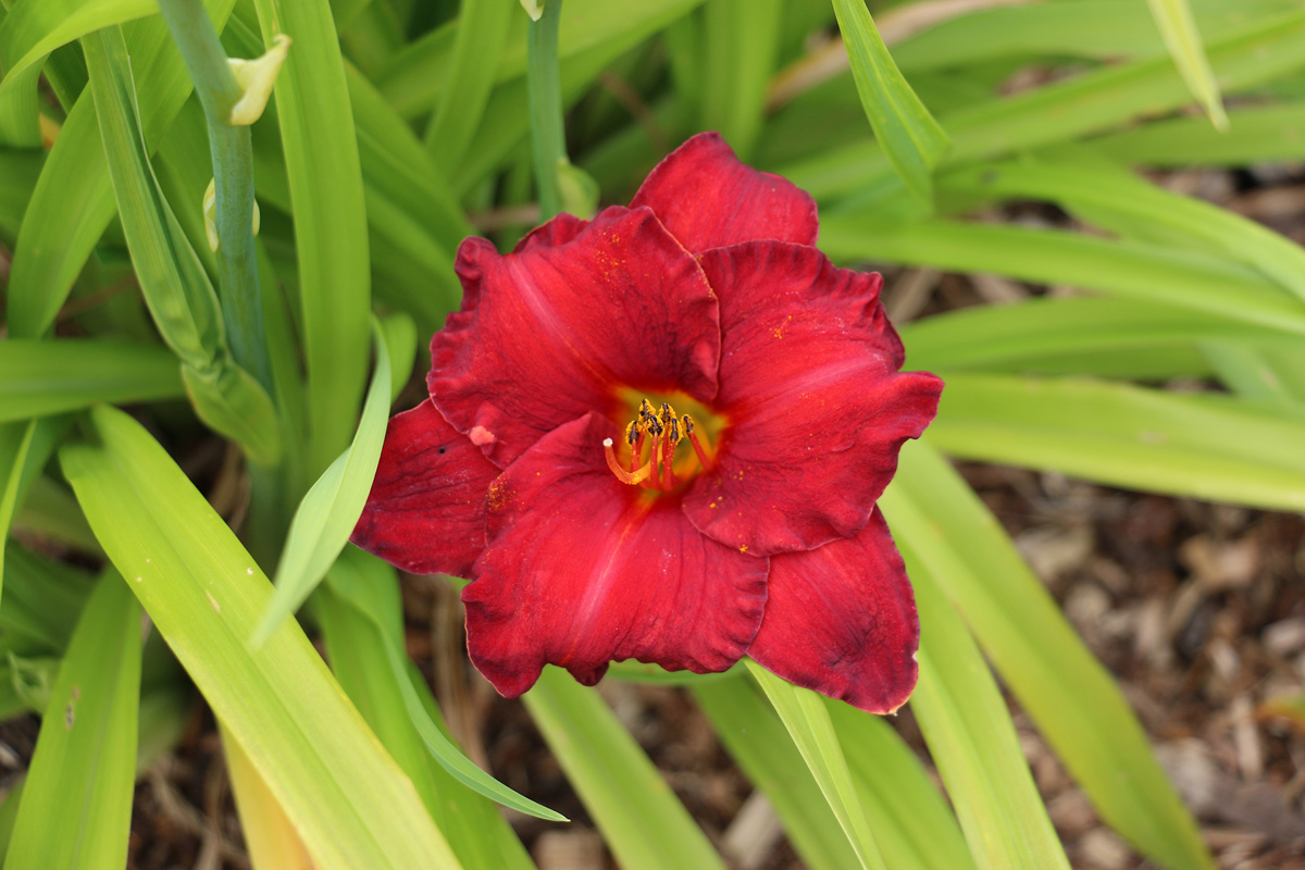 Hemerocallis Chicago Apache (3).jpg